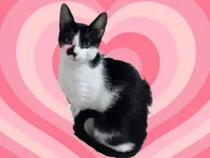 Gato raça SRD-ViraLata idade 7 a 11 meses nome Luke 1 aninho 