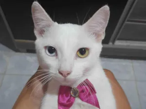 Gato raça SRD-ViraLata idade 2 a 6 meses nome Ciry 