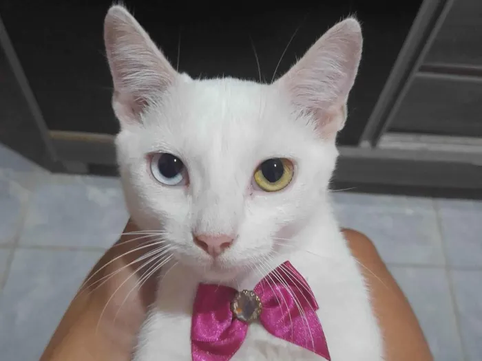 Gato ra a SRD-ViraLata idade 2 a 6 meses nome Ciry 