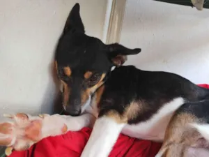 Cachorro raça Foz Paulistinha  idade 3 anos nome Spik