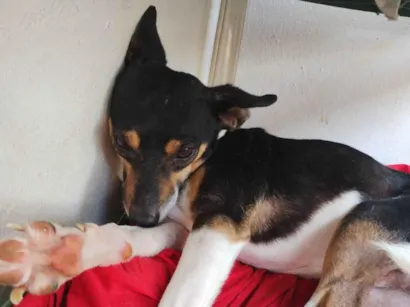 Cachorro raça Foz Paulistinha  idade 3 anos nome Spik