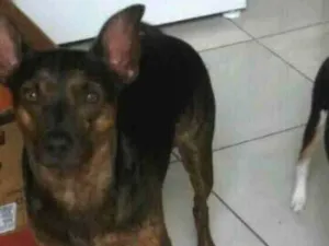 Cachorro raça Vira lata  idade 5 anos nome Chandola 