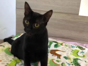Gato raça SRD-ViraLata idade 2 anos nome Gatinha preta