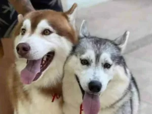 Cachorro raça Husky idade 5 anos nome Casal
