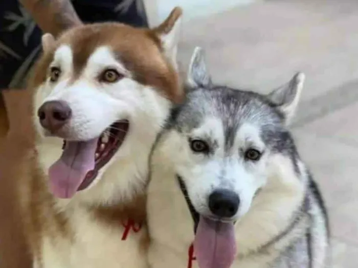 Cachorro ra a Husky idade 5 anos nome Casal