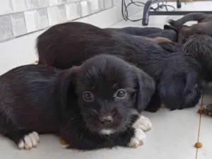 Cachorro raça Shih-tzu idade 2 a 6 meses nome ....
