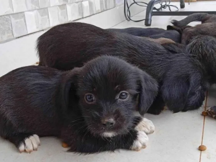 Cachorro ra a Shih-tzu idade 2 a 6 meses nome ....