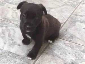 Cachorro raça SRD-ViraLata idade Abaixo de 2 meses nome Ainda não tem