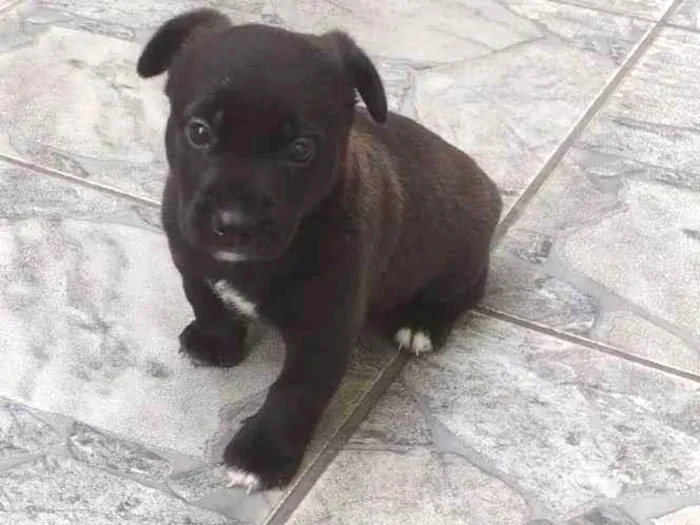 Cachorro ra a SRD-ViraLata idade Abaixo de 2 meses nome Ainda não tem