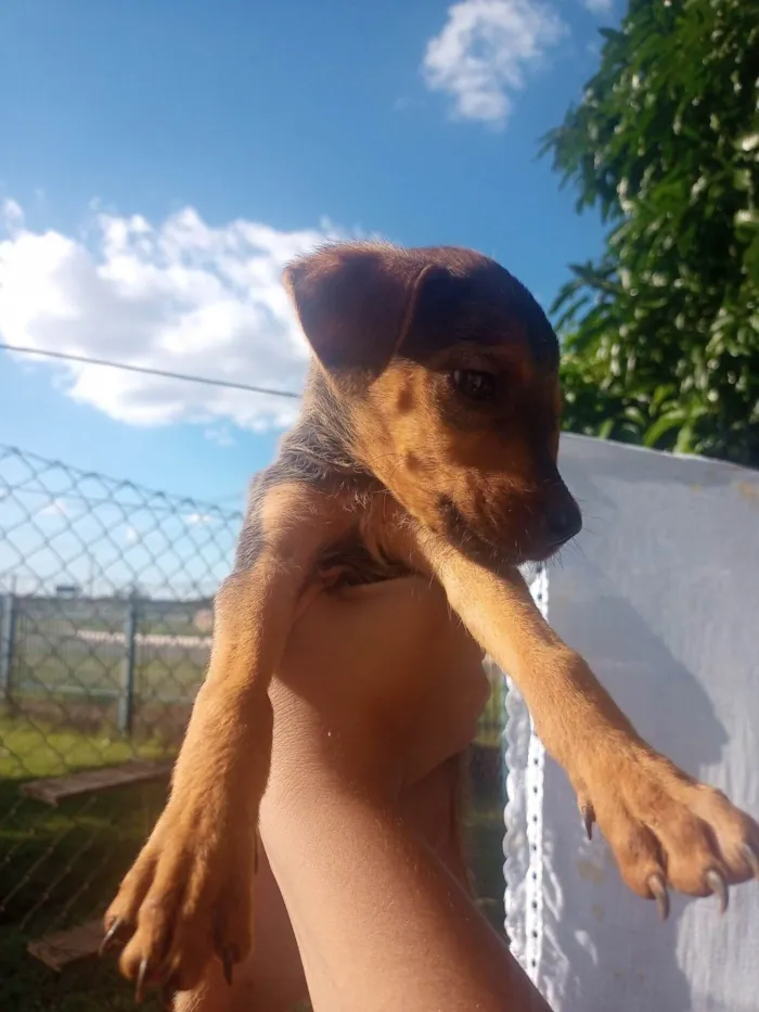 Cachorro ra a Srd idade Abaixo de 2 meses nome Maribel 