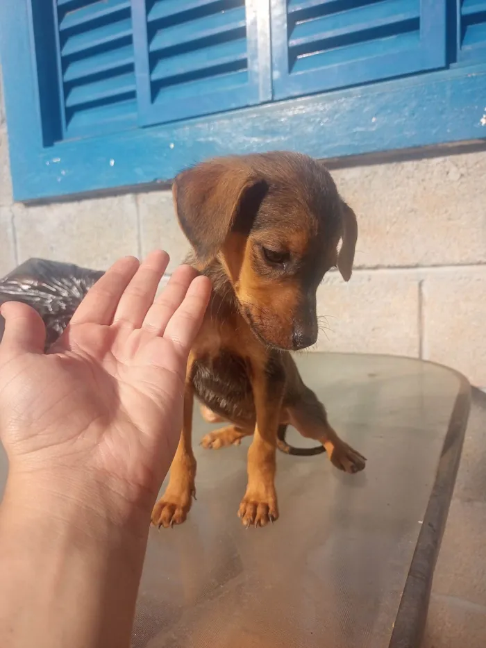 Cachorro ra a Srd idade Abaixo de 2 meses nome Maribel 