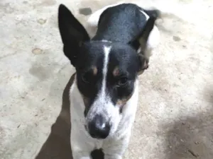 Cachorro raça SRD idade 4 anos nome Pipoca Cleitinho