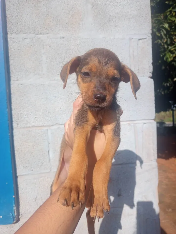 Cachorro ra a Srd idade Abaixo de 2 meses nome Maribel 