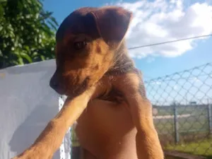 Cachorro raça Srd idade Abaixo de 2 meses nome Maribel 