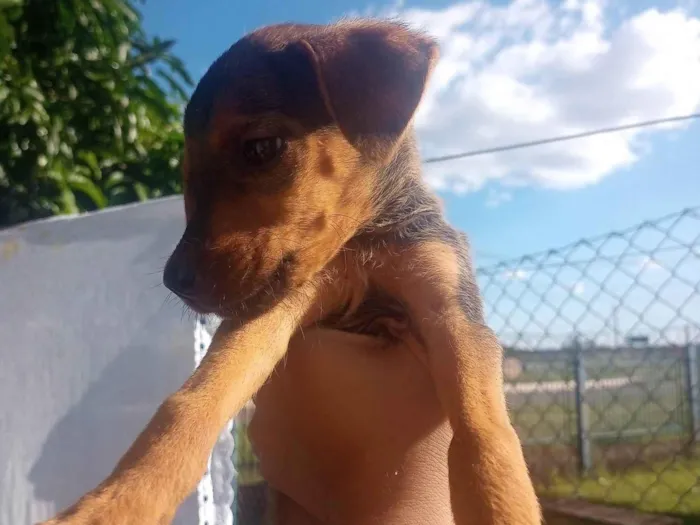 Cachorro ra a Srd idade Abaixo de 2 meses nome Maribel 