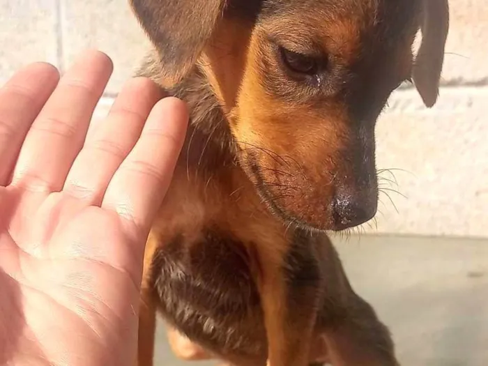 Cachorro ra a Srd idade Abaixo de 2 meses nome Maribel 