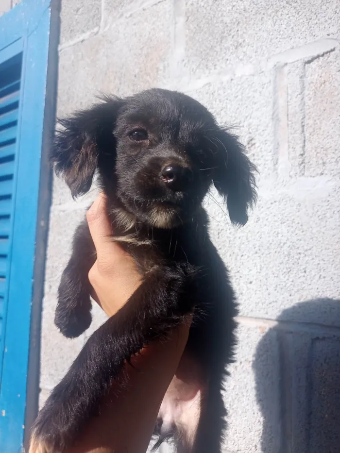 Cachorro ra a Sra idade Abaixo de 2 meses nome Flor