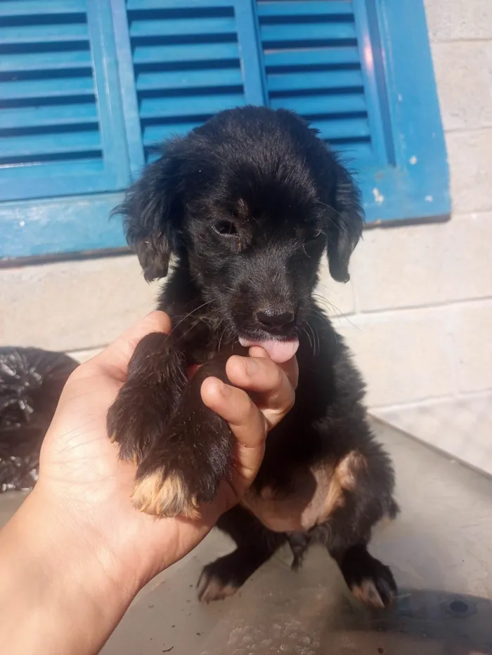 Cachorro ra a Sra idade Abaixo de 2 meses nome Flor