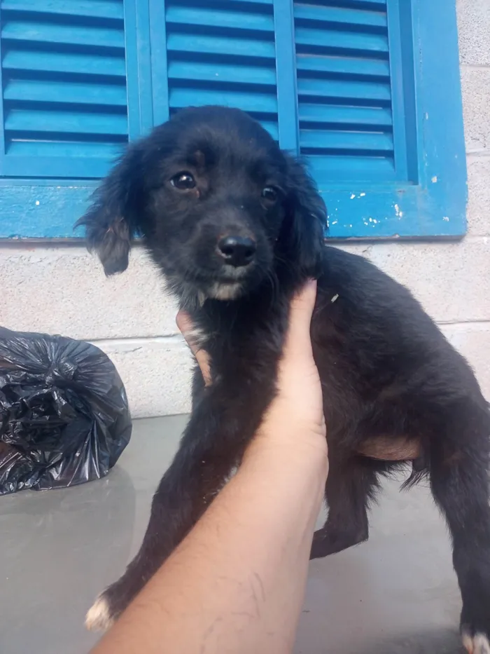 Cachorro ra a Sra idade Abaixo de 2 meses nome Flor