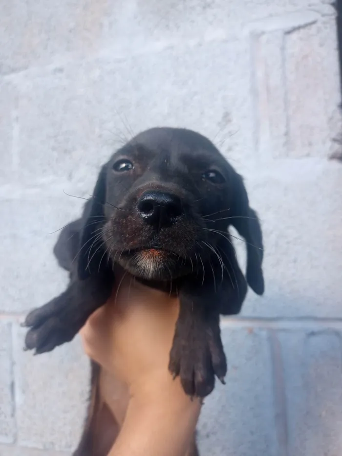 Cachorro ra a Srd idade Abaixo de 2 meses nome Spike