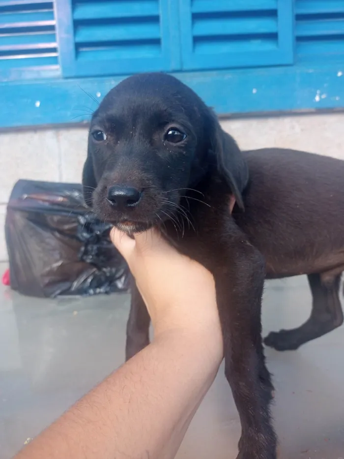 Cachorro ra a Srd idade Abaixo de 2 meses nome Spike