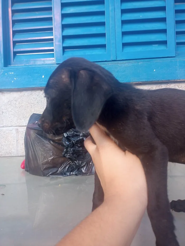 Cachorro ra a Srd idade Abaixo de 2 meses nome Spike