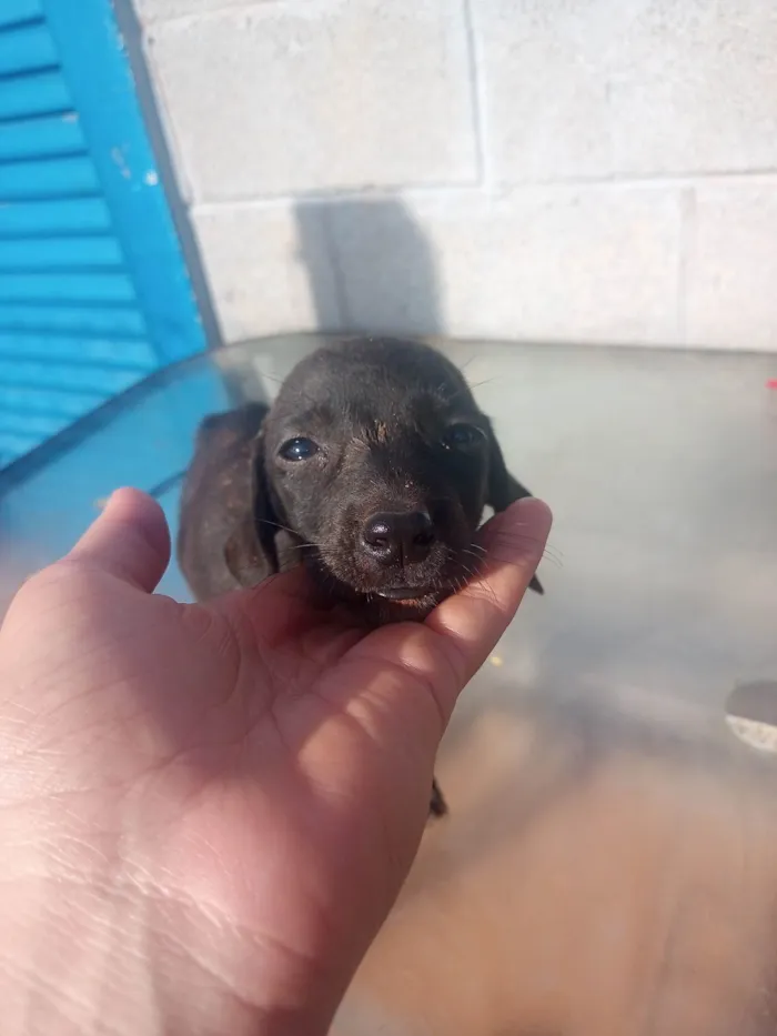 Cachorro ra a Srd idade Abaixo de 2 meses nome Nina