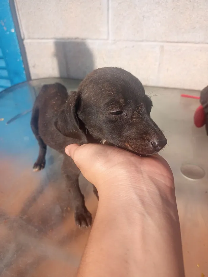 Cachorro ra a Srd idade Abaixo de 2 meses nome Nina