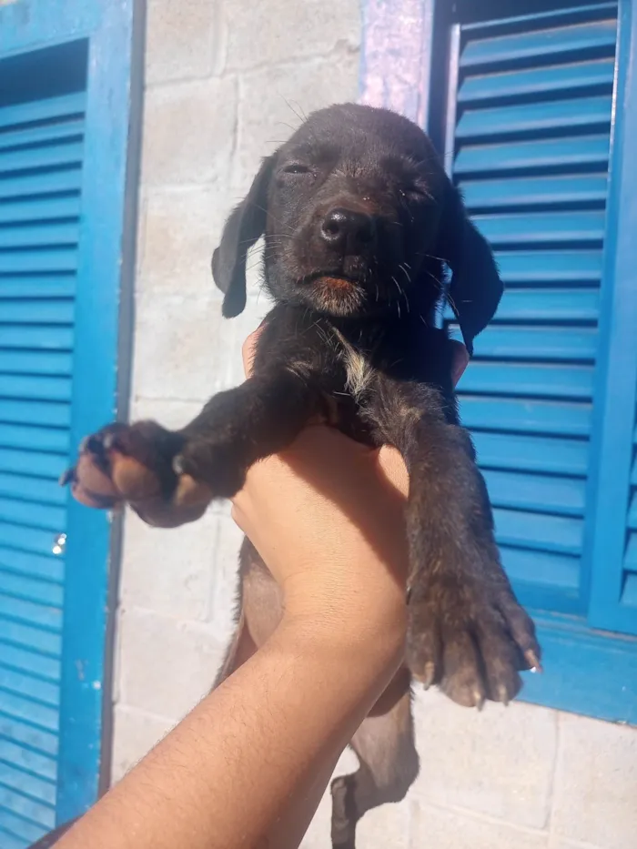 Cachorro ra a Srd idade Abaixo de 2 meses nome Nina