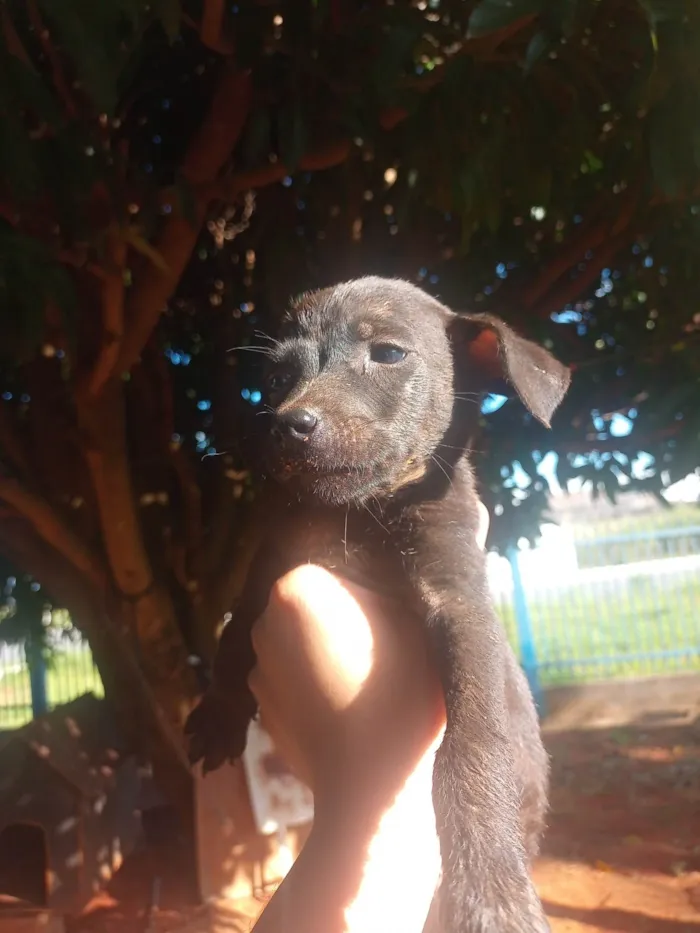 Cachorro ra a Srd idade Abaixo de 2 meses nome Mel