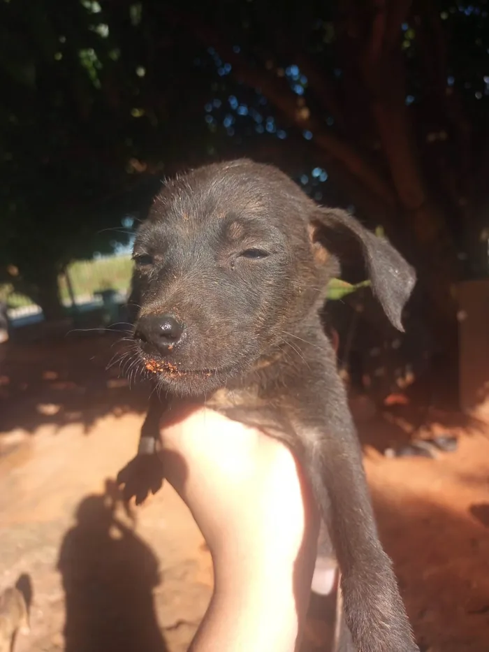 Cachorro ra a Srd idade Abaixo de 2 meses nome Mel