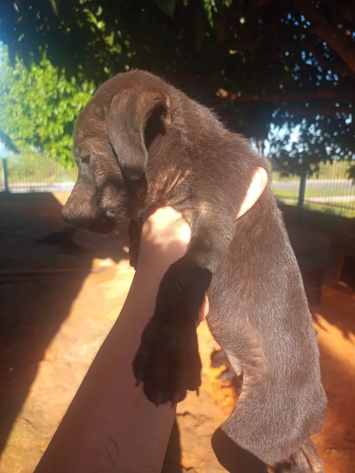 Cachorro ra a Srd idade Abaixo de 2 meses nome Mel