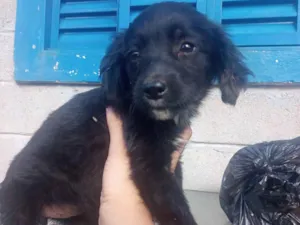 Cachorro raça Sra idade Abaixo de 2 meses nome Flor