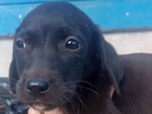 Cachorro raça Srd idade Abaixo de 2 meses nome Spike