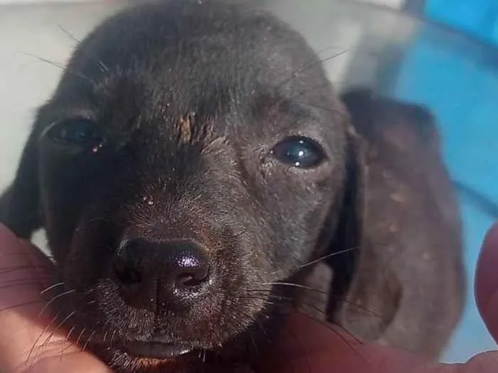 Cachorro ra a Srd idade Abaixo de 2 meses nome Nina