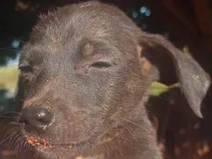 Cachorro raça Srd idade Abaixo de 2 meses nome Mel