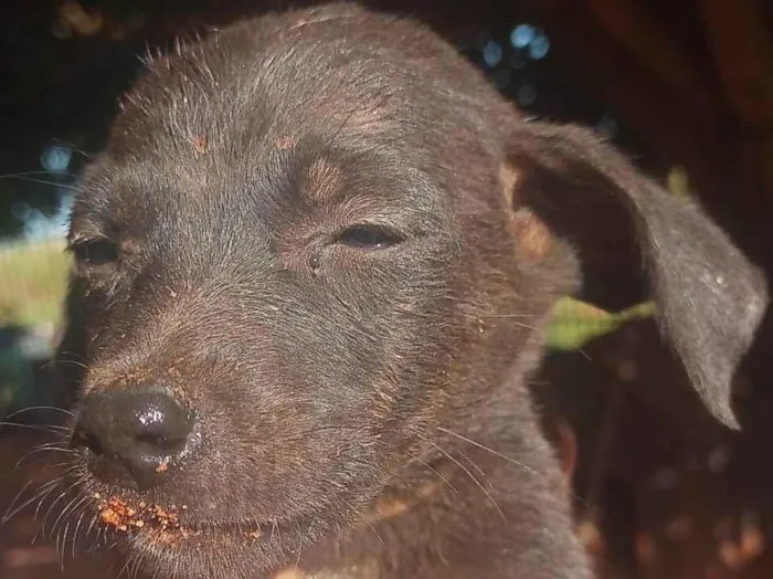 Cachorro ra a Srd idade Abaixo de 2 meses nome Mel