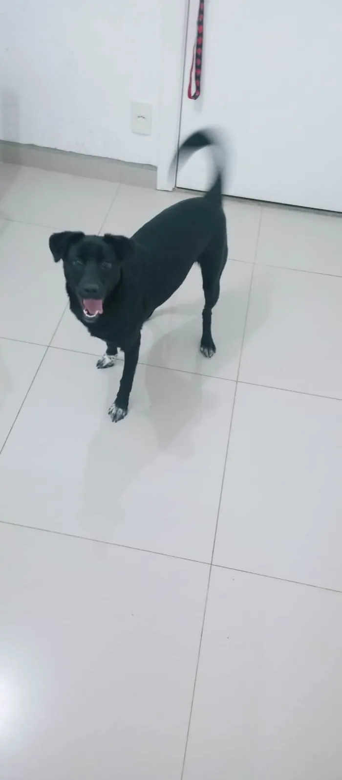 Cachorro ra a SRD-ViraLata idade 1 ano nome Estrela