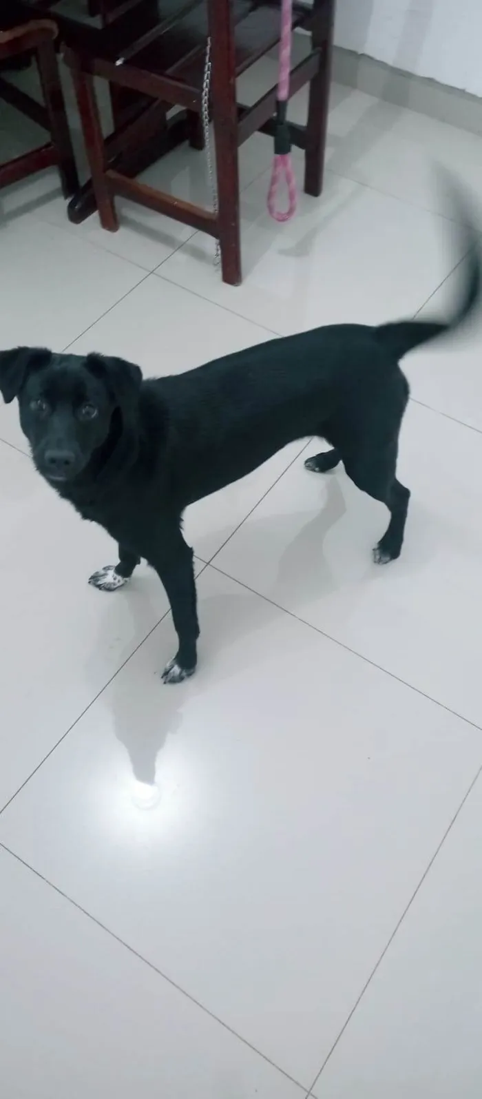 Cachorro ra a SRD-ViraLata idade 1 ano nome Estrela