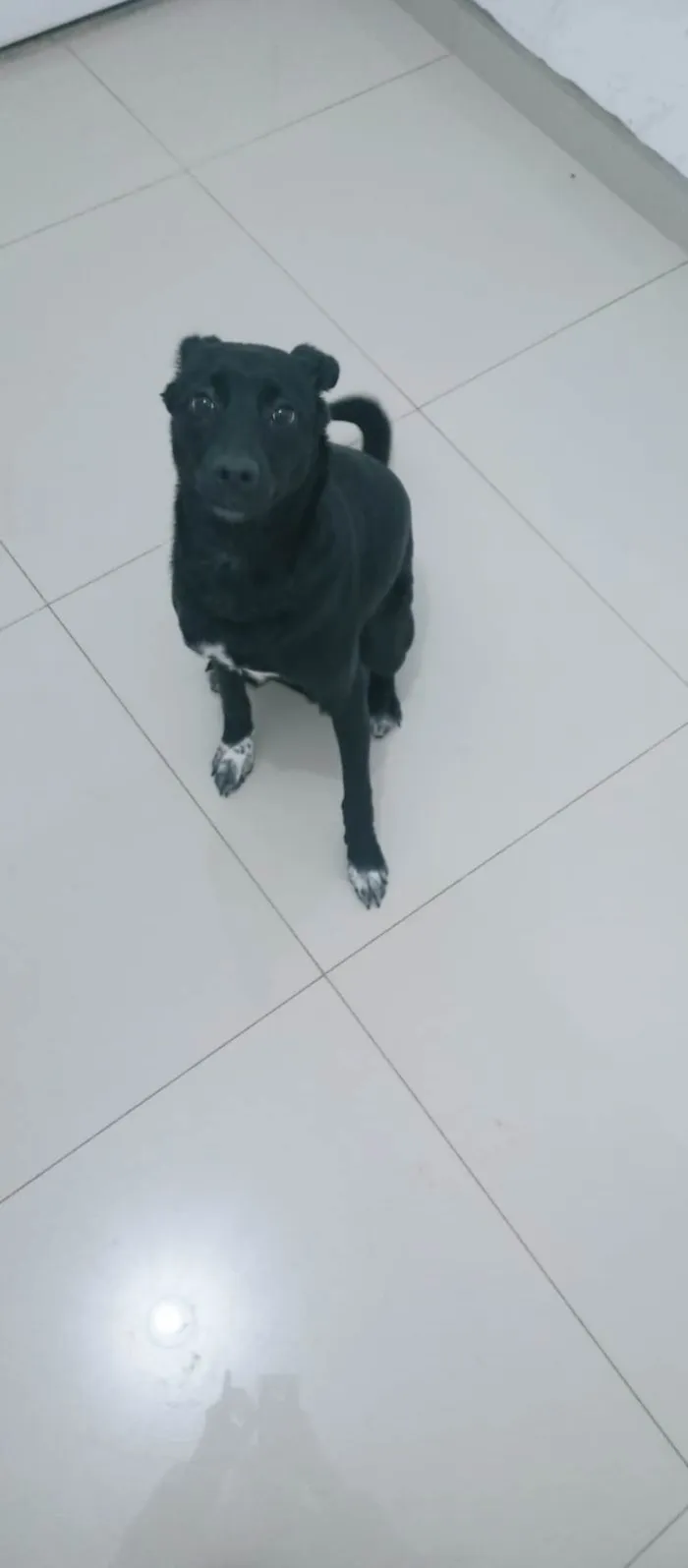 Cachorro ra a SRD-ViraLata idade 1 ano nome Estrela