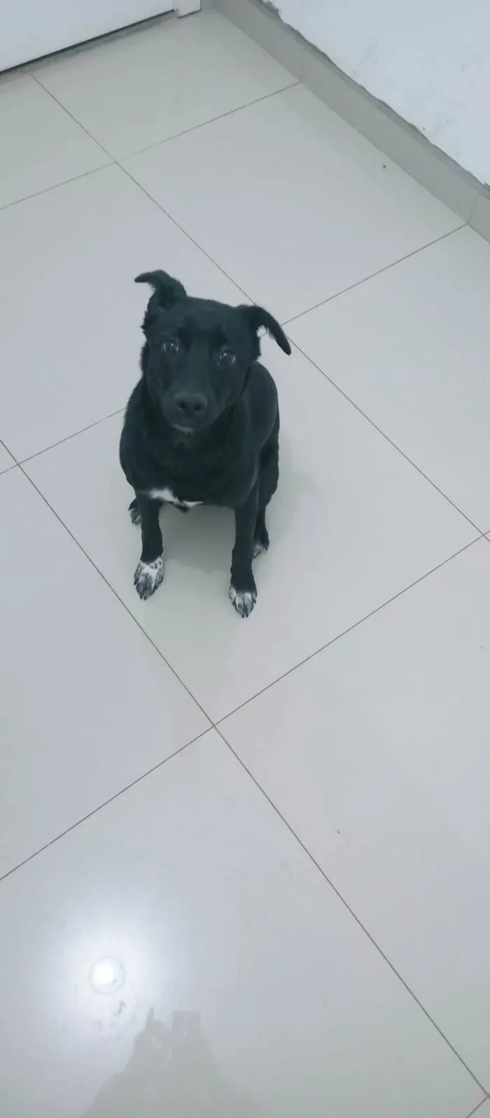 Cachorro ra a SRD-ViraLata idade 1 ano nome Estrela