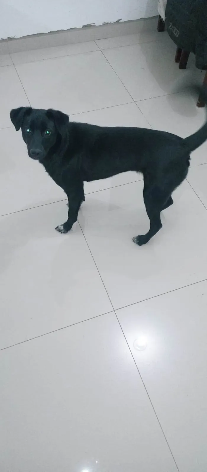 Cachorro ra a SRD-ViraLata idade 1 ano nome Estrela