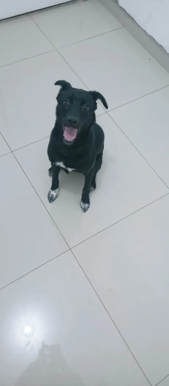 Cachorro ra a SRD-ViraLata idade 1 ano nome Estrela