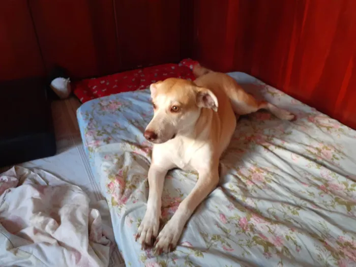 Cachorro ra a SRD-ViraLata idade 3 anos nome Lolô 