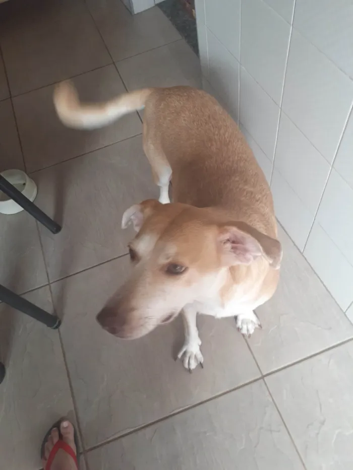 Cachorro ra a SRD-ViraLata idade 3 anos nome Lolô 