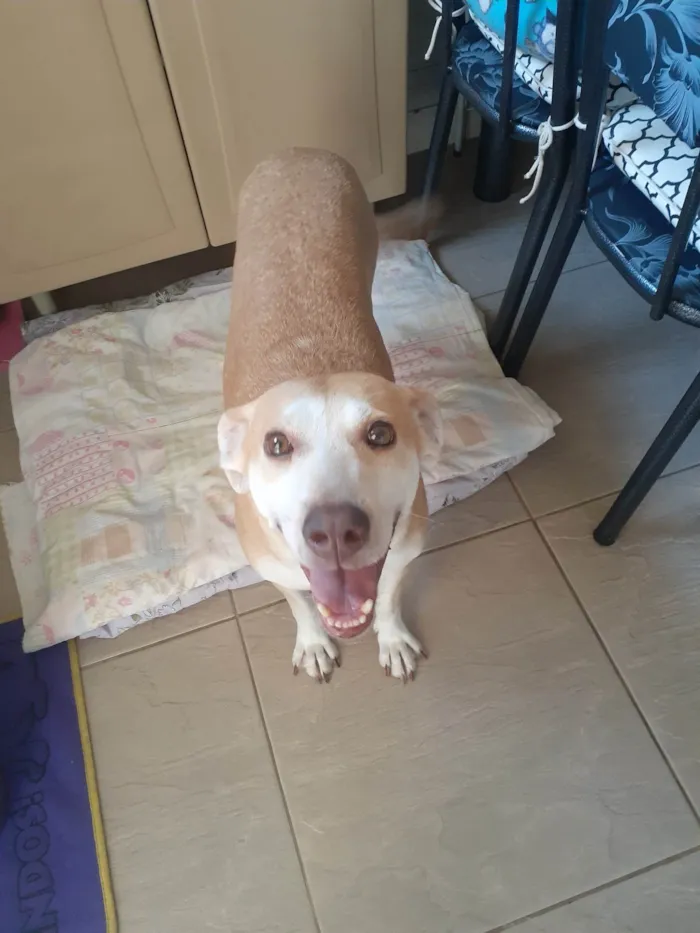 Cachorro ra a SRD-ViraLata idade 3 anos nome Lolô 