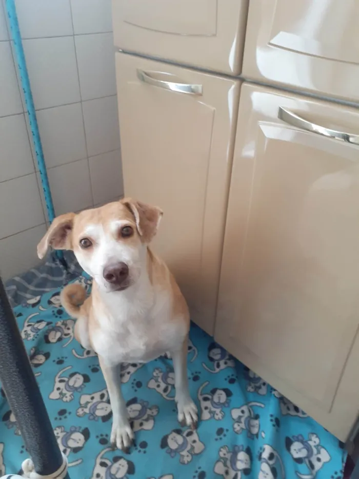 Cachorro ra a SRD-ViraLata idade 3 anos nome Lolô 