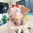 Estrela 
