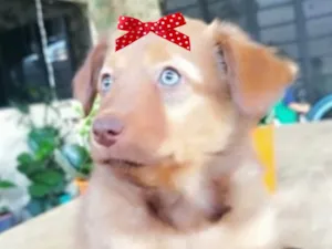 Cachorro raça Mestica  idade 2 a 6 meses nome Estrela 