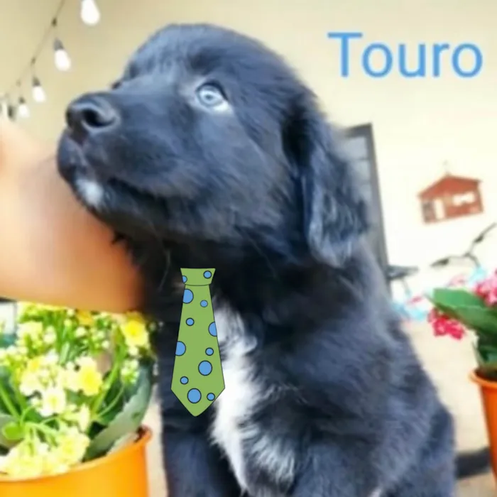 Cachorro ra a Mestico  idade 2 a 6 meses nome Touro 